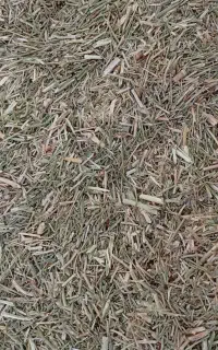 ..خار شتر
