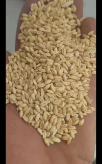 گندم پیشگام آبی