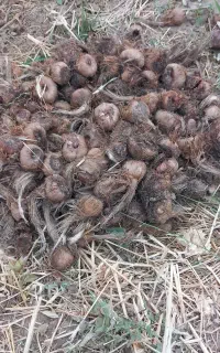 پیاز زعفران