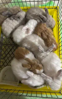 خرگوش لوپ اصل