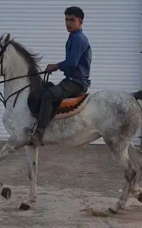 دو راس مادیون کرد درجه یک