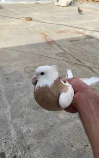 طوقی نر