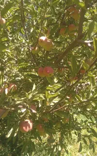 اجاره باغ سیب سفیدوقرمز درجه یک