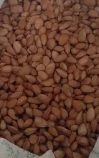 بادام کوهی
