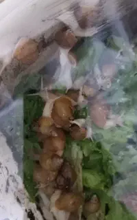 حلزون