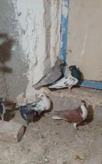 کبوترفروشی
