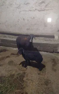 میش و بره
