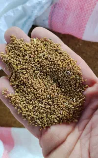 تخم یونجه