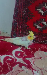 عروس هلندی تازه دون خور