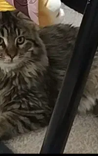 واگذاری گربه نژاد دار