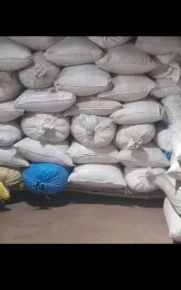 بذرجو