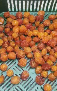 آلوچه طلایی