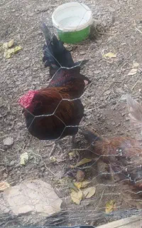 خروس