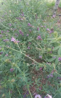 یونجه سرپا