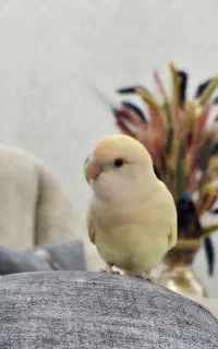 طوطی برزیلی زرد گمشده