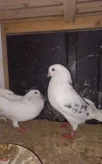 جفتگاهی