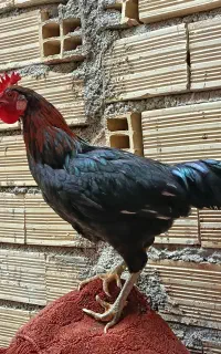 خروس سیاه