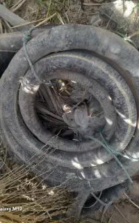 لوله خرطومی