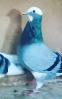 گمشده