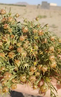 اسفند اعلا تازه