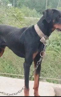 سگ دورمن نژاد دار