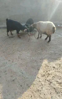 میش