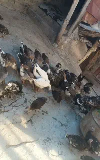 غاز و بوقلمون