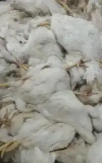 جمع آوری کامل تلفات مرغ مرغداری درمحل