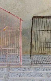 دو عدد قفس