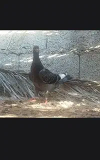کبوتر