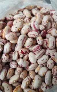 لوبیا چیتی و لاشه لوبیاچیتی