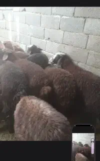 تعداد بره نر