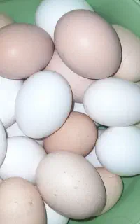 تخم مرغ خانگی