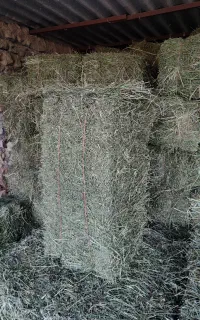 یونجه گوسفندی درجه یک بدون گیاه