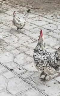 مرغ و خروس سبرایت