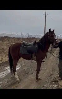 اسب سواری