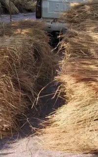 کولوش