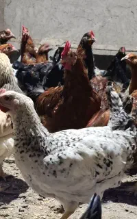خروس جوان