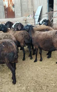 گوسفند ابستن
