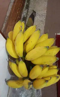 موز کیلویی ۲۵۰ باهم وفله کیلویی ۳۰۰ تومان