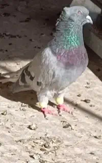 صحرایی دم سفید گمشده