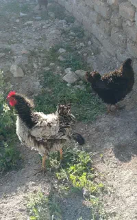 جوجه فر