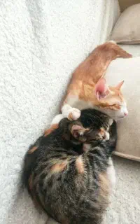دوتا گربه خوشگل