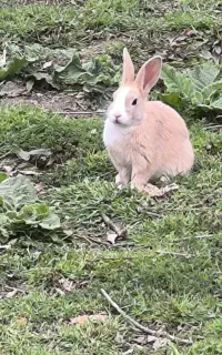 موش و خرگوش