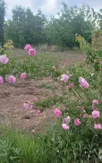 سم پاشی درختان خانگی،باغ،علف زنی،سوسک،ساس وحشرات