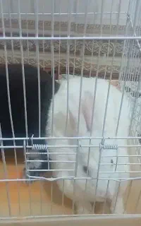 یک جفت خرگوش جوان