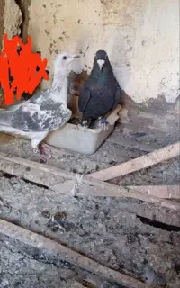 3تا کفتر آس خوشگل پرشی نر قلدر