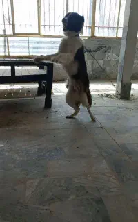 واگذاری سگ نگهبان و گله
