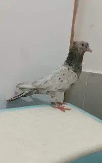سار سرور کاکولی ماده