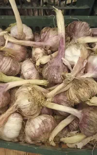 سیر درجه یک